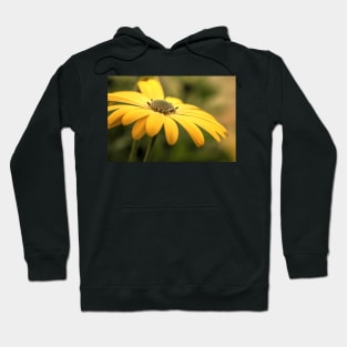 Osteospermum Sunny Asti Hoodie